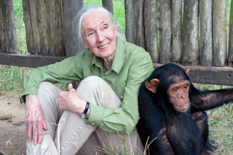 Renowned chimpanzee researcher and conservationist Jane Goodall died at the age of 91