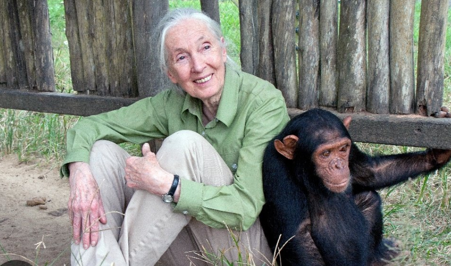Renowned chimpanzee researcher and conservationist Jane Goodall died at the age of 91